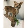 Image 6 : Life-sized BOBCAT Mounted on a Driftwood Base