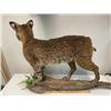 Image 7 : Life-sized BOBCAT Mounted on a Driftwood Base
