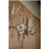 Image 10 : Massive XXL 34-Point MOOSE Skull