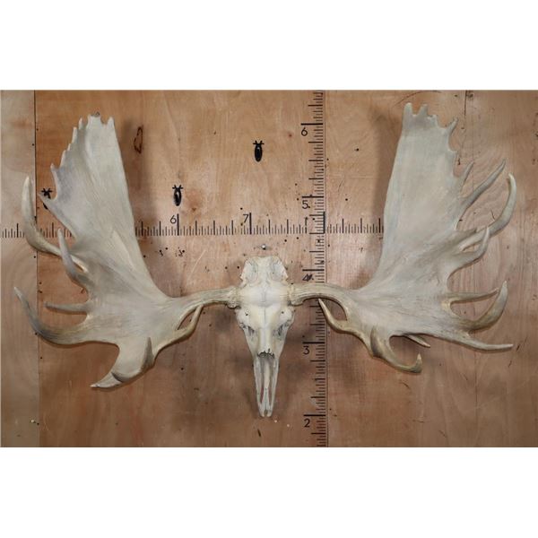 Massive XXL 34-Point MOOSE Skull