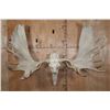 Image 1 : Massive XXL 34-Point MOOSE Skull