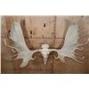 Image 2 : Massive XXL 34-Point MOOSE Skull