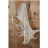 Image 3 : Massive XXL 34-Point MOOSE Skull