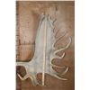 Image 4 : Massive XXL 34-Point MOOSE Skull