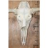Image 5 : Massive XXL 34-Point MOOSE Skull