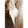 Image 7 : Massive XXL 34-Point MOOSE Skull
