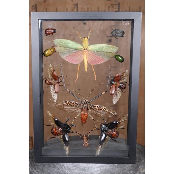 *Brand New* Collection of 11 GRASSHOPPERS and BEETLES in a Display Frame