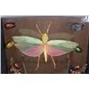 Image 3 : *Brand New* Collection of 11 GRASSHOPPERS and BEETLES in a Display Frame