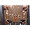 Image 4 : *Brand New* Collection of 11 GRASSHOPPERS and BEETLES in a Display Frame
