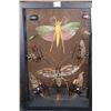 Image 6 : *Brand New* Collection of 11 GRASSHOPPERS and BEETLES in a Display Frame
