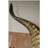 Image 14 : XXL *Real Skin* "Swimming" CROCODILE on a Decorative Base with Wheels