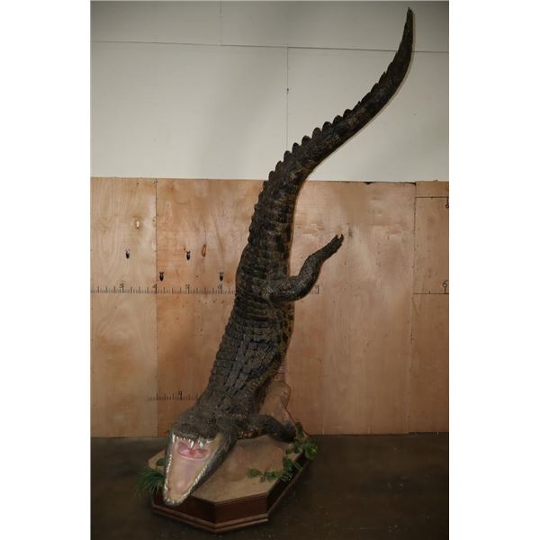 XXL *Real Skin* "Swimming" CROCODILE on a Decorative Base with Wheels