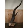 Image 1 : XXL *Real Skin* "Swimming" CROCODILE on a Decorative Base with Wheels