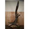 Image 2 : XXL *Real Skin* "Swimming" CROCODILE on a Decorative Base with Wheels