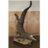 Image 3 : XXL *Real Skin* "Swimming" CROCODILE on a Decorative Base with Wheels