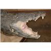 Image 4 : XXL *Real Skin* "Swimming" CROCODILE on a Decorative Base with Wheels