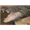 Image 5 : XXL *Real Skin* "Swimming" CROCODILE on a Decorative Base with Wheels