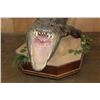 Image 6 : XXL *Real Skin* "Swimming" CROCODILE on a Decorative Base with Wheels