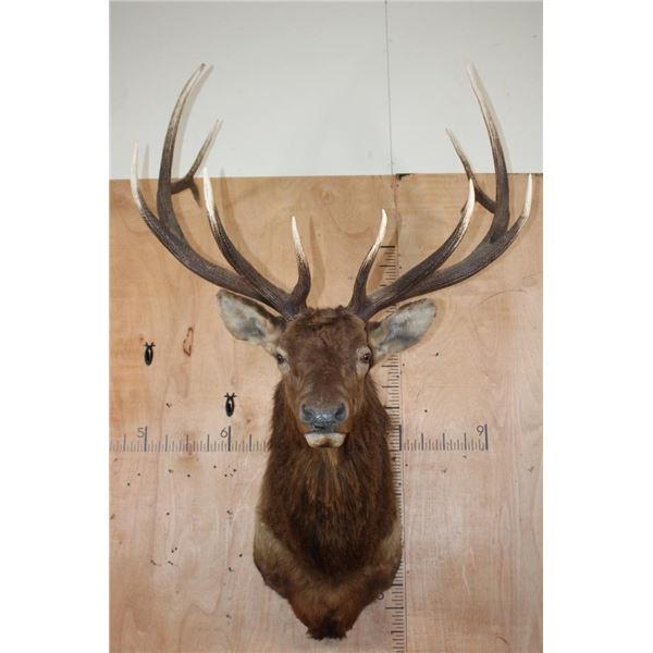 XXL 12-Point ELK Shoulder Mount