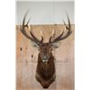 Image 1 : XXL 12-Point ELK Shoulder Mount