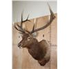 Image 2 : XXL 12-Point ELK Shoulder Mount