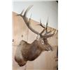Image 3 : XXL 12-Point ELK Shoulder Mount