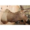 Image 4 : XXL 12-Point ELK Shoulder Mount