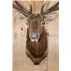 Image 5 : XXL 12-Point ELK Shoulder Mount