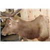 Image 6 : XXL 12-Point ELK Shoulder Mount