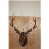 Image 7 : XXL 12-Point ELK Shoulder Mount