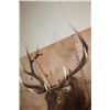 Image 8 : XXL 12-Point ELK Shoulder Mount