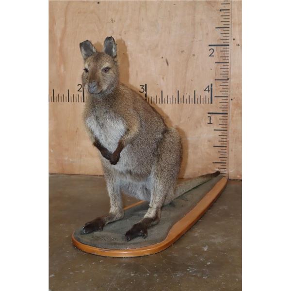 Life-sized WALLABY on a Wood Base