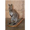 Image 1 : Life-sized WALLABY on a Wood Base