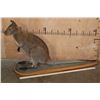 Image 2 : Life-sized WALLABY on a Wood Base