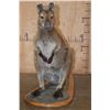 Image 3 : Life-sized WALLABY on a Wood Base