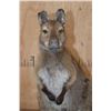 Image 4 : Life-sized WALLABY on a Wood Base