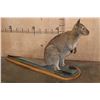 Image 6 : Life-sized WALLABY on a Wood Base