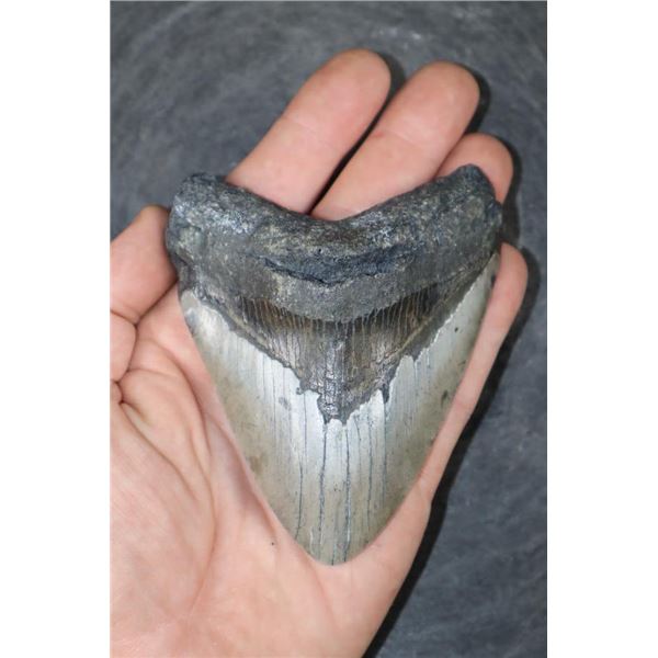 XL MEGALODON Shark Tooth Fossil Specimen