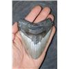 Image 1 : XL MEGALODON Shark Tooth Fossil Specimen