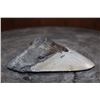 Image 2 : XL MEGALODON Shark Tooth Fossil Specimen