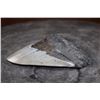Image 3 : XL MEGALODON Shark Tooth Fossil Specimen