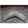 Image 4 : XL MEGALODON Shark Tooth Fossil Specimen