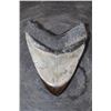Image 5 : XL MEGALODON Shark Tooth Fossil Specimen