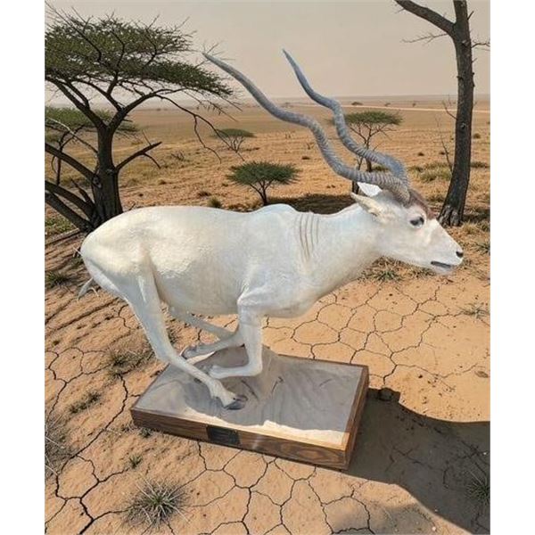 *TEXAS RESIDENTS ONLY* Huge #2 (When "Taken") Record Book Life-sized ADDAX on a Wood Base