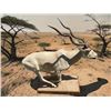 Image 2 : *TEXAS RESIDENTS ONLY* Huge #2 (When "Taken") Record Book Life-sized ADDAX on a Wood Base