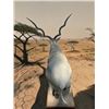 Image 4 : *TEXAS RESIDENTS ONLY* Huge #2 (When "Taken") Record Book Life-sized ADDAX on a Wood Base