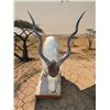 Image 5 : *TEXAS RESIDENTS ONLY* Huge #2 (When "Taken") Record Book Life-sized ADDAX on a Wood Base