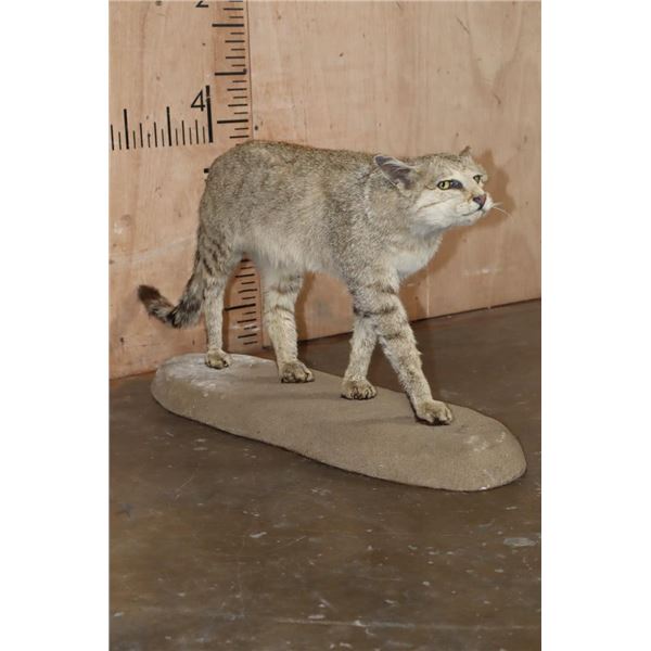 Life-sized African WILDCAT on a Natural Base