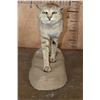 Image 2 : Life-sized African WILDCAT on a Natural Base