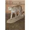 Image 3 : Life-sized African WILDCAT on a Natural Base